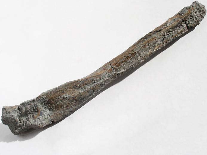 Os fossile divers poisson jurassique Boulonnais
