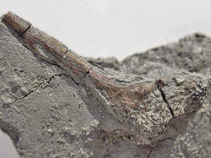 Os fossile divers poisson jurassique Boulonnais