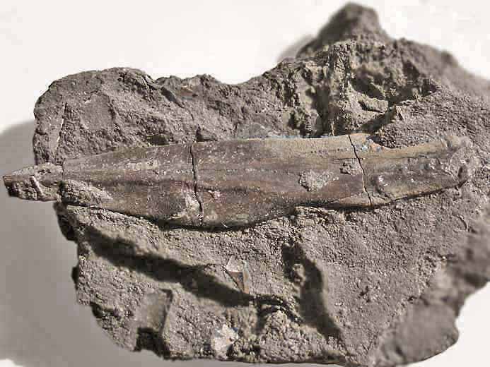 Os fossile divers poisson jurassique Boulonnais