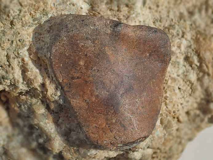 Os fossile divers jurassique Boulonnais