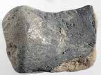 Os fossile divers du jurassique Boulonnais