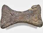 Os fossile divers du jurassique Boulonnais