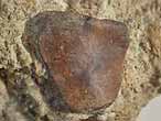 Os fossile divers du jurassique Boulonnais