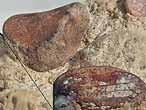 Os fossile divers du jurassique Boulonnais