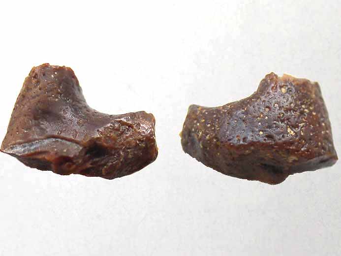base de boucle d'Hybodontidae jurassique Boulonnais