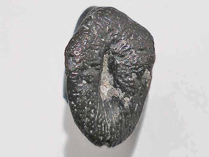 boucle de Poisson cartilagineux - fossile jurassique Boulonnais