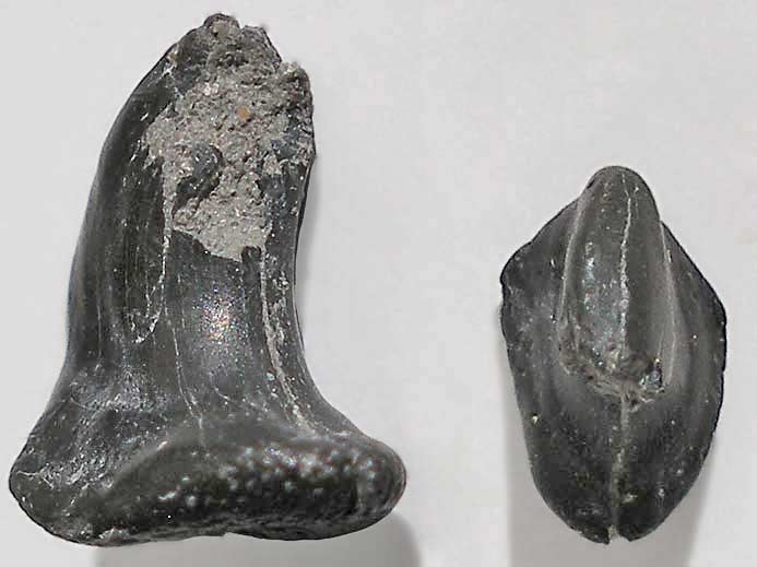 boucle de Poisson cartilagineux - fossile jurassique Boulonnais