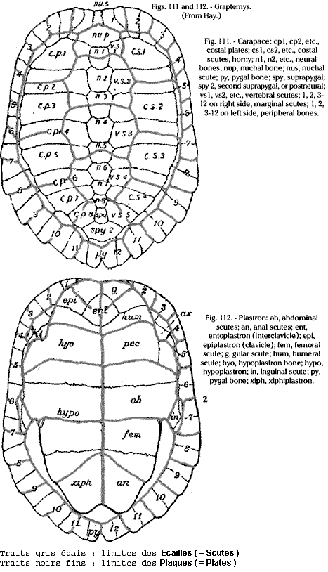 Structure carapace tortue : schmas