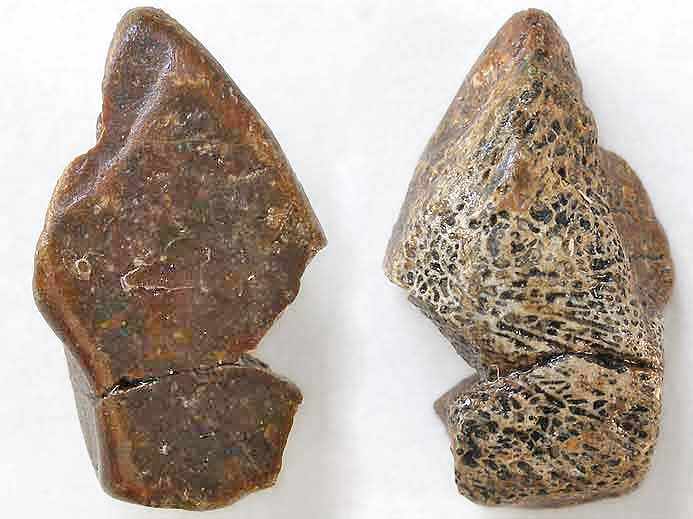Plaque fossile non dtermine jurassique Boulonnais