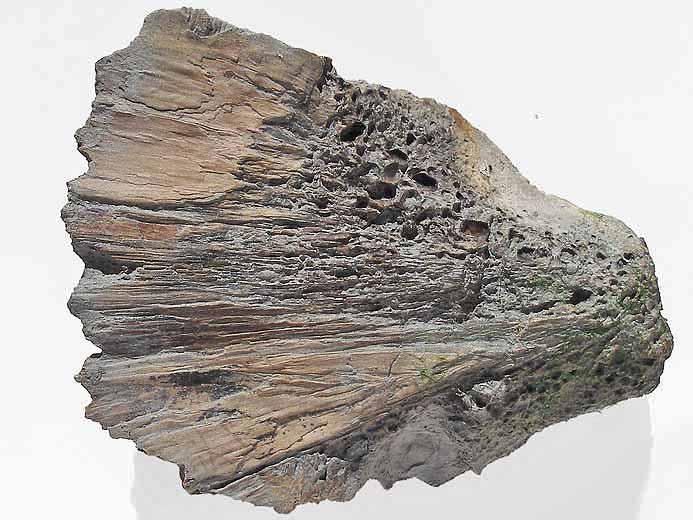 Plaque fossile de Carapace de Tortue jurassique Boulonnais