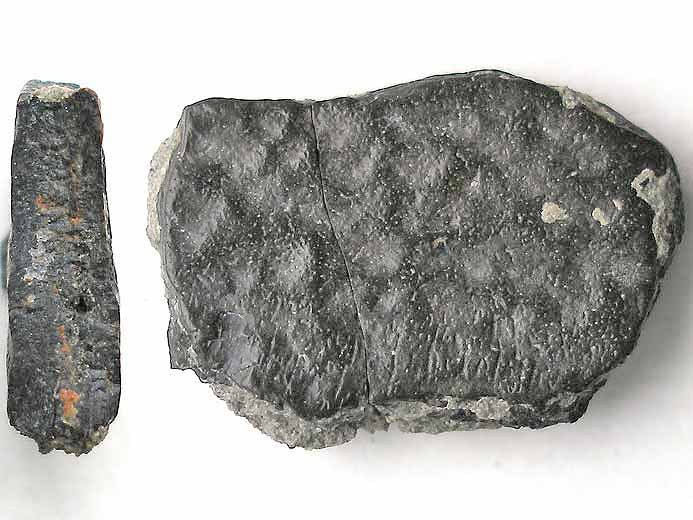 Plaque fossile non dtermine jurassique Boulonnais