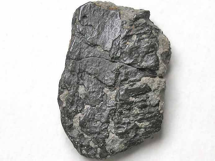 Plaque fossile non dtermine jurassique Boulonnais
