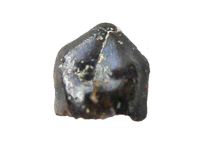 Ecaille de poisson Semionotiformes?