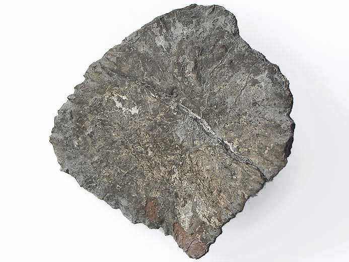 Machimosaurus sp: ostoderme caudal
