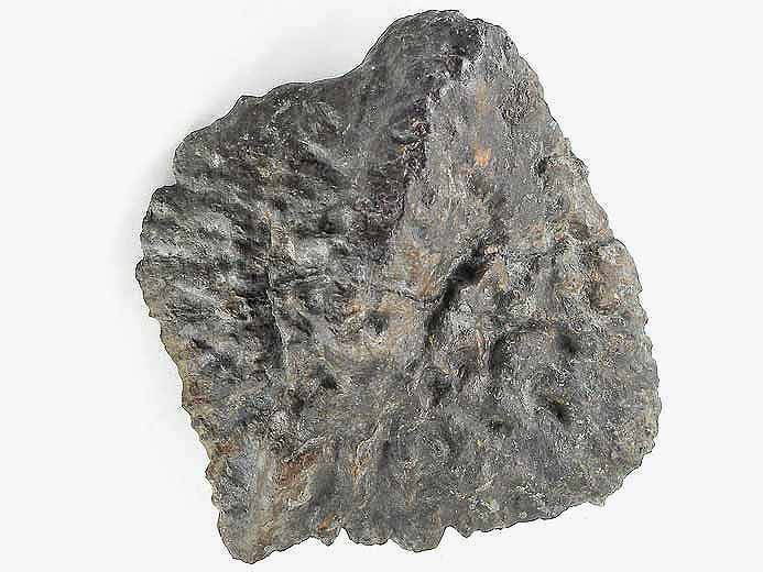 Machimosaurus sp: ostoderme caudal