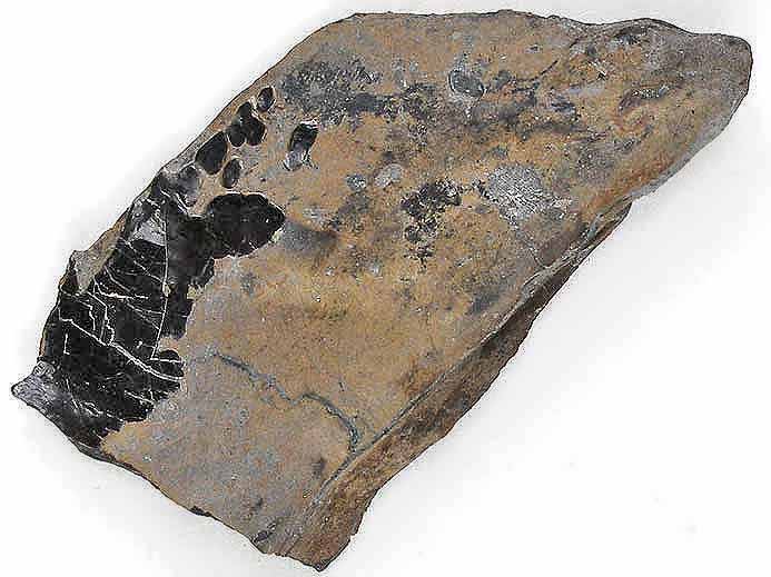 Poisson : caille fossile indtermine du jurassique Boulonnais