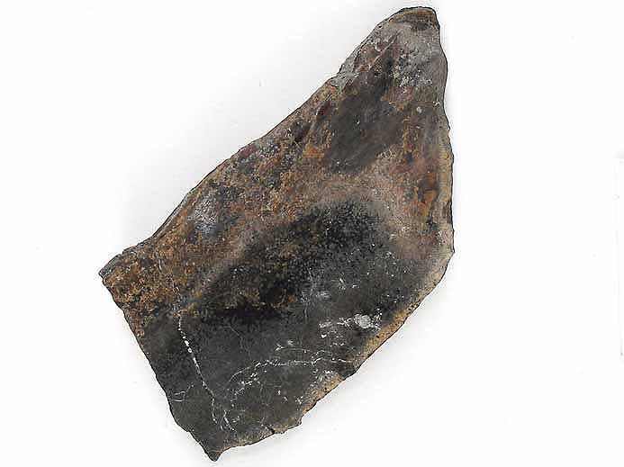 Poisson : caille fossile indtermine du jurassique Boulonnais