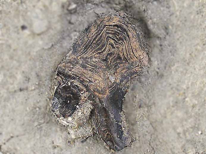 Ecaille de poisson Semionotiformes Jurassique Boulonnais