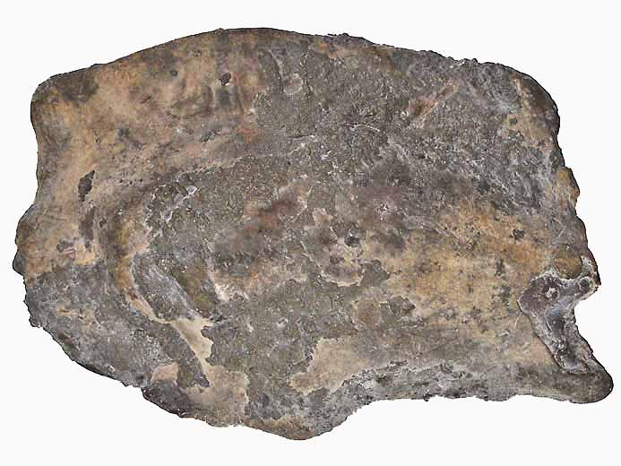 Ecaille de Lepidotes palliatus fossile jurassique Boulonnais