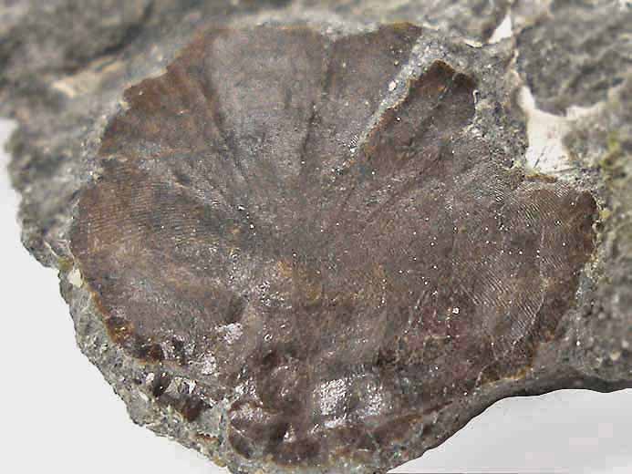 Ecaille cyclode de poisson carnassier - fossiles jurassique Boulonnais