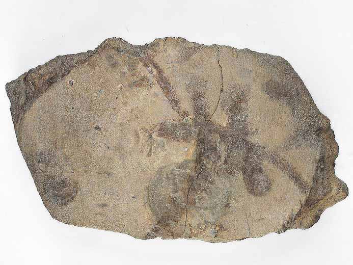 Plaque fossile de Carapace de Tortue jurassique Boulonnais