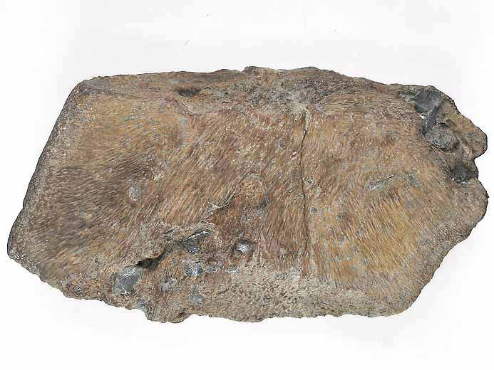 Plaque fossile de Carapace de Tortue jurassique Boulonnais