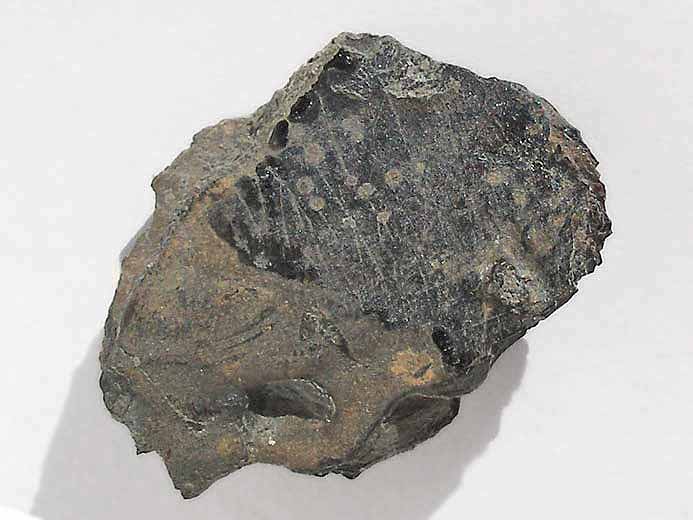 Poisson : caille fossile indtermine du jurassique Boulonnais