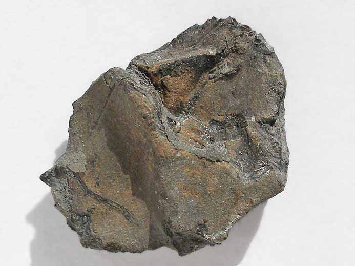 Poisson : caille fossile indtermine du jurassique Boulonnais