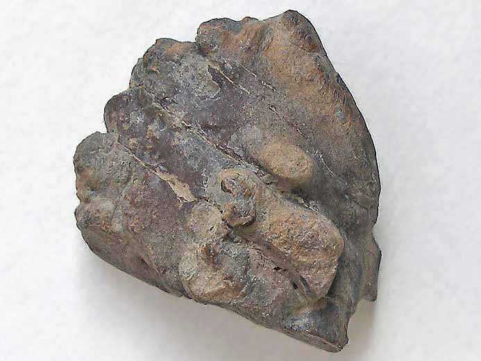Ostoderme fossile non dtermin jurassique Boulonnais