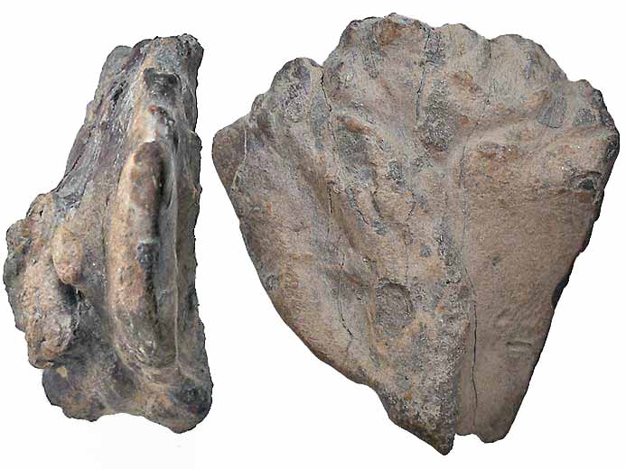 Ostoderme fossile indtermin jurassique Boulonnais