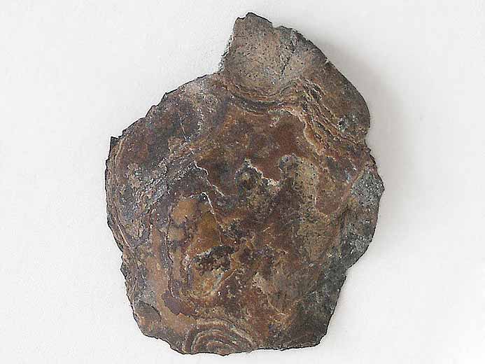 Ecaille cyclode de poisson carnassier fossiles jurassique Boulonnais