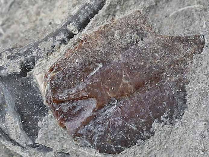 Poisson : caille ganode fossile indtermine du jurassique Boulonnais