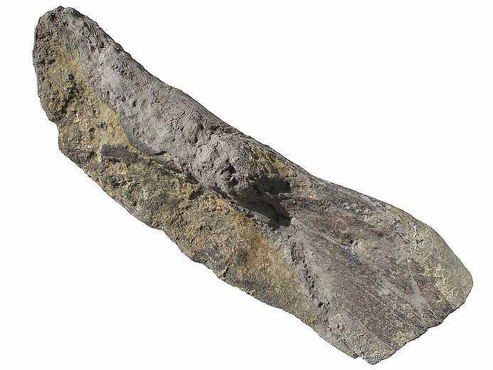 Dinosaure: image ostoderme dorsal fossile jurassique Boulonnais