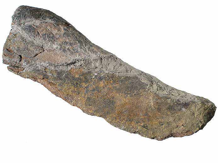 Dinosaure: image ostoderme dorsal fossile jurassique Boulonnais