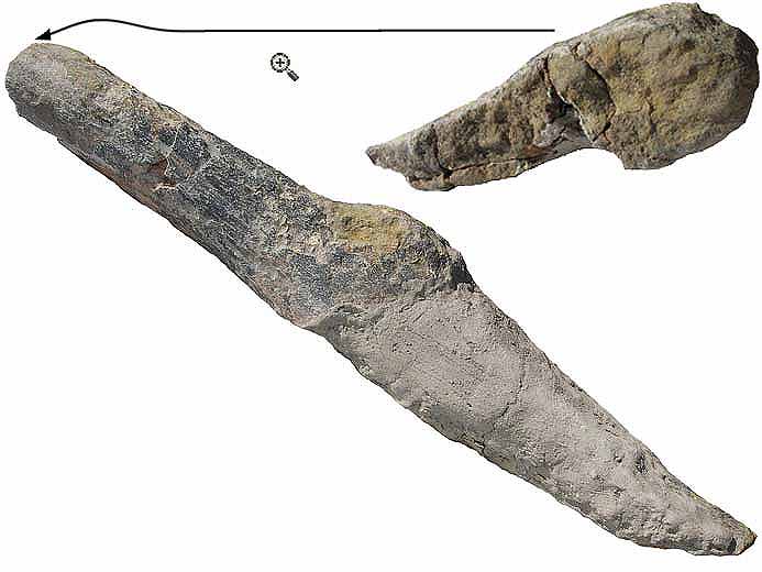 Dinosaure: image ostoderme dorsal fossile jurassique Boulonnais