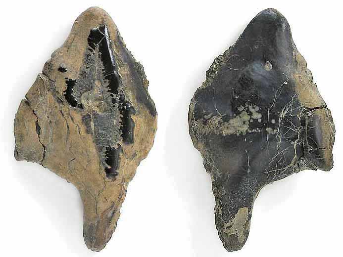 Ecaille de Lepidotes maximus fossile jurassique Boulonnais