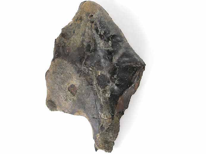 Ecaille de Lepidotes maximus fossile jurassique Boulonnais