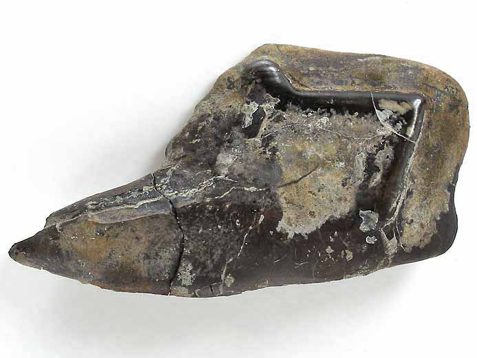 Ecaille de Lepidotes maximus fossile jurassique Boulonnais