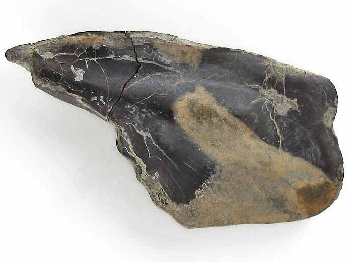 Ecaille de Lepidotes maximus fossile jurassique Boulonnais