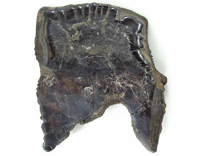 Ecaille de Lepidotes maximus fossile jurassique Boulonnais