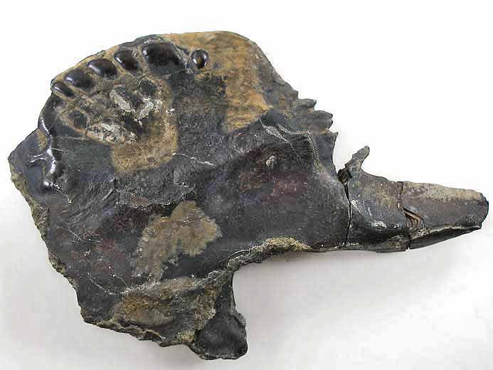 Ecaille de Lepidotes maximus fossile jurassique Boulonnais