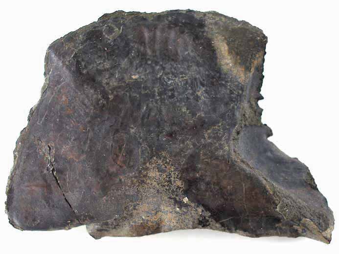 Ecaille de Lepidotes maximus fossile jurassique Boulonnais
