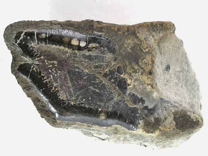 Ecaille de Lepidotes maximus fossile jurassique Boulonnais