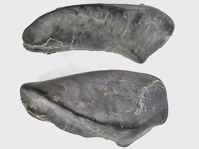 Ecaille de Lepidotes maximus fossile jurassique Boulonnais