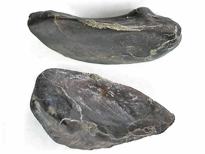 Ecaille de Lepidotes maximus fossile jurassique Boulonnais