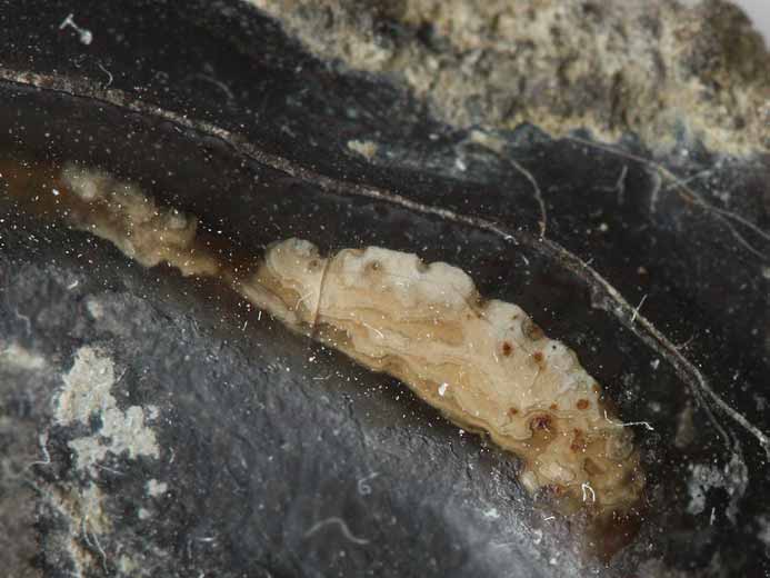 Ecaille de Lepidotes maximus: dtail