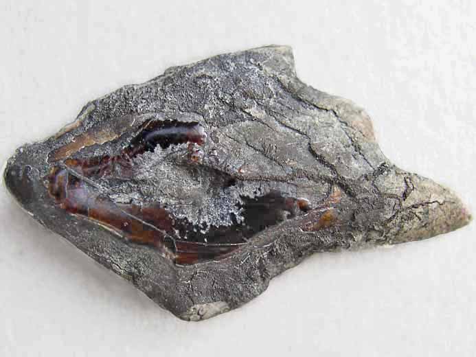 Ecaille de Lepidotes maximus fossile jurassique Boulonnais