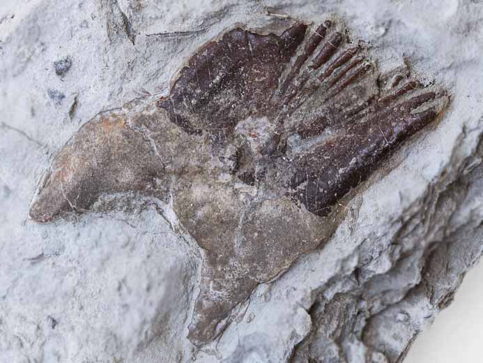 Ecaille de Lepidotes maximus fossile jurassique Boulonnais