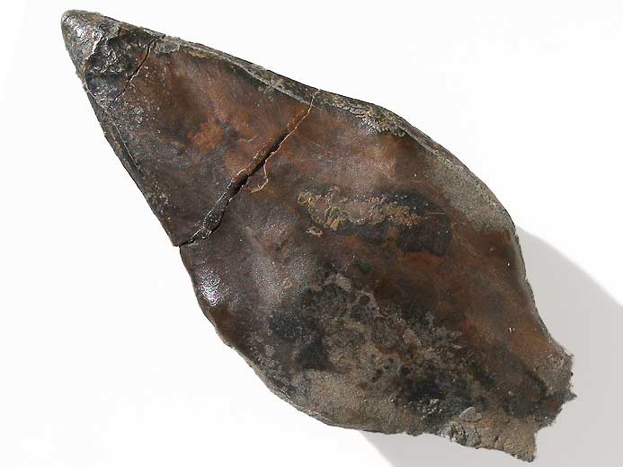 Ecaille de Lepidotes sp fossile jurassique Boulonnais
