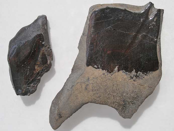 Ecailles de Lepidotes fossile jurassique Boulonnais